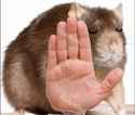 rat no