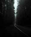 desktop-wallpaper-dark-trees-night-lights-road-fog-headlights