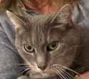 bidencat