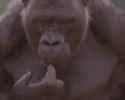 monke think