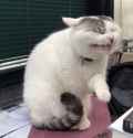 cat experiencing chagrin