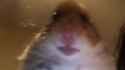 hamster looking a camera