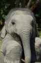 cute elephant