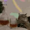 cat-chilling-cat-wisky