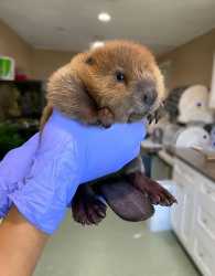 Baby beaver
