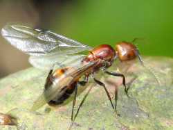 flying-ants-3979999890