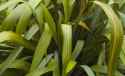 Flax