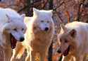 Laughing_Wolves