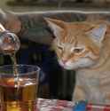 drunk kitty