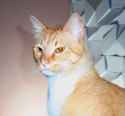 daniel penny after being turned into a cat by kabbalah magic
