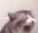 cat scream.jpg