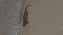 1.11 MB