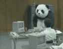 panda-office