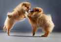 pomeranians fighting