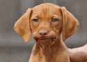 chien-perplexe