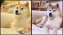 doge passed away