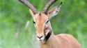 antelope