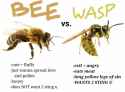 bees vs wasps