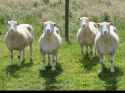 four ewes