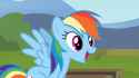 dashie nodders