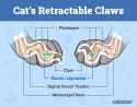 Catster_Cats-Retractable-Claws