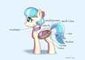 pony_digestive_system_by_vinilyart_defzdan-fullview