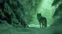 wolf green winter uRUDtQZwNHuYAGQ