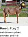 pony x