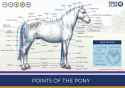 new-pony-club-posters-pack-of-4-22372-p