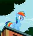 Dash is proud of her tuft