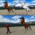 The Horse
