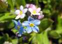 Myosotis_arvensis_ois