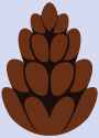 Pine Ponder Color