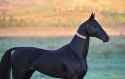greyhound