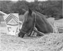 sgt_reckless