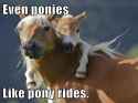 ponyrides