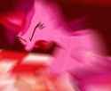 SCREAMING MARE