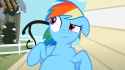 Dash Belly