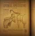 speculums