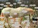 Horse-Anatomy-Diagram-1024x768