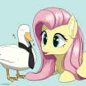 3212529__safe_artist-colon-nutellaenjoyer_fluttershy_bird_duck_pegasus_pony_blue+background_happy_necktie_simple+background