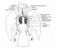 images (21)