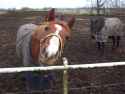 Curious_horse