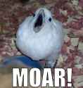 moar bird