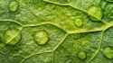 intricate-leaf-veins-stockcake