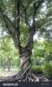 stock-photo-vines-wrapped-around-large-tree-272238197
