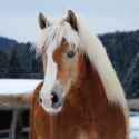 Haflinger_