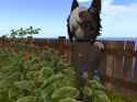 Snapshot_052
