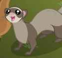 ferret