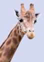 purepng.com-giraffeanimal-giraffe-981524651518p5jht